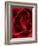 Close-up View of Red Rose-Clive Nichols-Framed Photographic Print