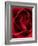 Close-up View of Red Rose-Clive Nichols-Framed Photographic Print