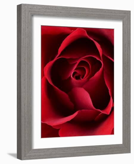 Close-up View of Red Rose-Clive Nichols-Framed Photographic Print