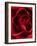 Close-up View of Red Rose-Clive Nichols-Framed Photographic Print