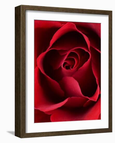 Close-up View of Red Rose-Clive Nichols-Framed Photographic Print