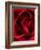 Close-up View of Red Rose-Clive Nichols-Framed Photographic Print