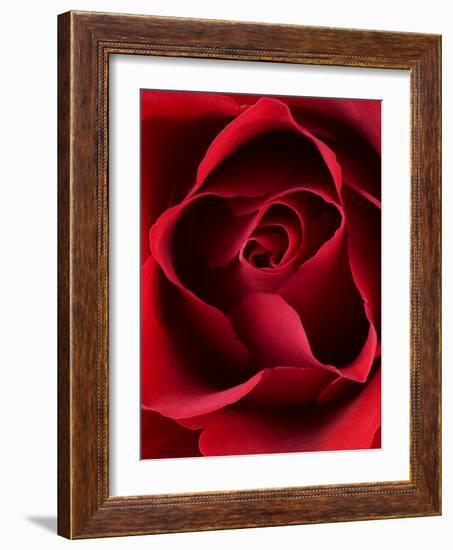 Close-up View of Red Rose-Clive Nichols-Framed Photographic Print