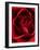 Close-up View of Red Rose-Clive Nichols-Framed Photographic Print