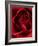 Close-up View of Red Rose-Clive Nichols-Framed Photographic Print