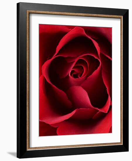 Close-up View of Red Rose-Clive Nichols-Framed Photographic Print