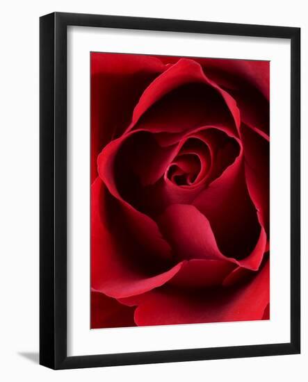 Close-up View of Red Rose-Clive Nichols-Framed Photographic Print