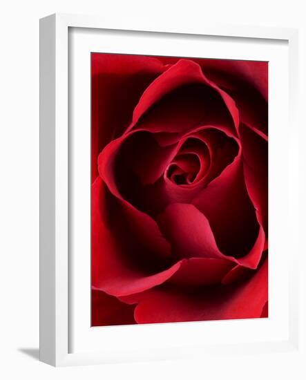 Close-up View of Red Rose-Clive Nichols-Framed Photographic Print