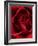 Close-up View of Red Rose-Clive Nichols-Framed Photographic Print