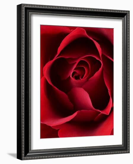 Close-up View of Red Rose-Clive Nichols-Framed Photographic Print