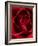 Close-up View of Red Rose-Clive Nichols-Framed Photographic Print