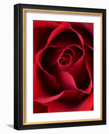 Close-up View of Red Rose-Clive Nichols-Framed Photographic Print