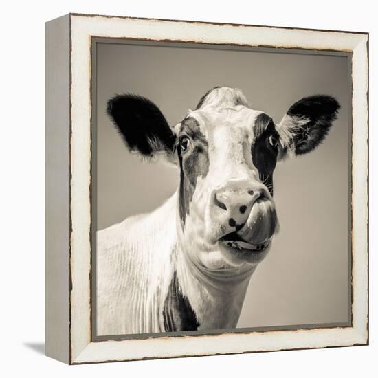Close Upon a Cows Face-Mark Gemmell-Framed Premier Image Canvas