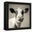 Close Upon a Cows Face-Mark Gemmell-Framed Premier Image Canvas