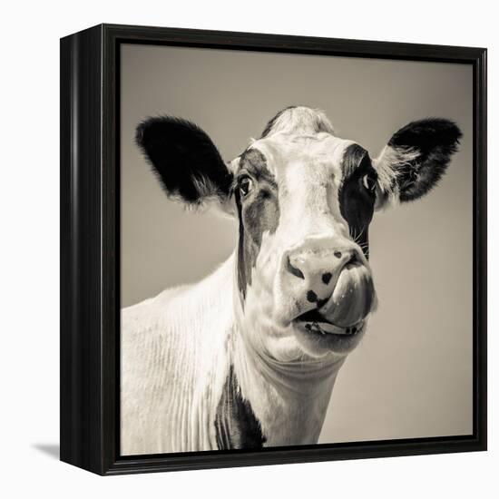 Close Upon a Cows Face-Mark Gemmell-Framed Premier Image Canvas