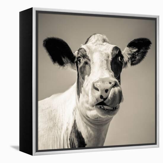 Close Upon a Cows Face-Mark Gemmell-Framed Premier Image Canvas