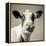 Close Upon a Cows Face-Mark Gemmell-Framed Premier Image Canvas