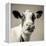 Close Upon a Cows Face-Mark Gemmell-Framed Premier Image Canvas