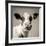 Close Upon a Cows Face-Mark Gemmell-Framed Photographic Print