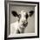 Close Upon a Cows Face-Mark Gemmell-Framed Photographic Print