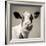 Close Upon a Cows Face-Mark Gemmell-Framed Photographic Print