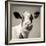 Close Upon a Cows Face-Mark Gemmell-Framed Photographic Print