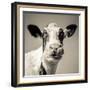 Close Upon a Cows Face-Mark Gemmell-Framed Photographic Print