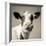 Close Upon a Cows Face-Mark Gemmell-Framed Premium Photographic Print