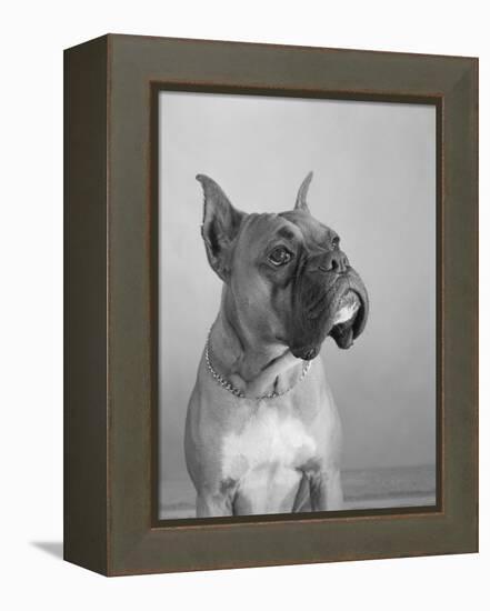 Close View of a Boxer-Bettmann-Framed Premier Image Canvas