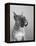 Close View of a Boxer-Bettmann-Framed Premier Image Canvas