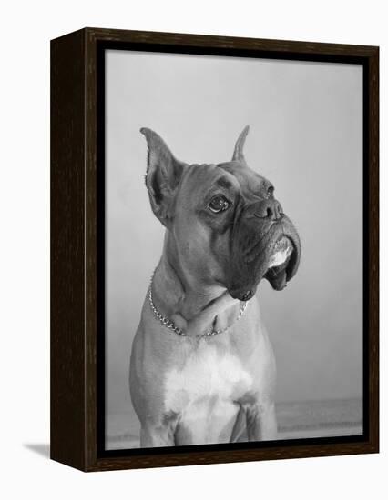 Close View of a Boxer-Bettmann-Framed Premier Image Canvas