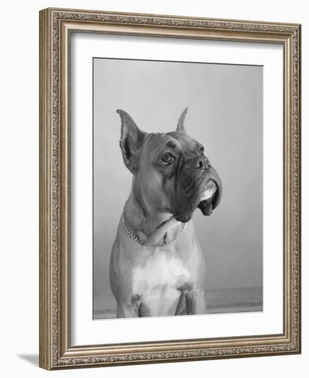 Close View of a Boxer-Bettmann-Framed Photographic Print