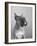 Close View of a Boxer-Bettmann-Framed Photographic Print