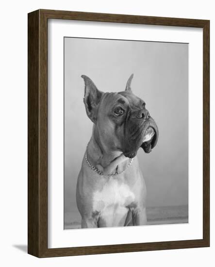 Close View of a Boxer-Bettmann-Framed Photographic Print