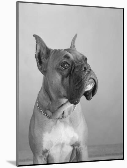 Close View of a Boxer-Bettmann-Mounted Photographic Print