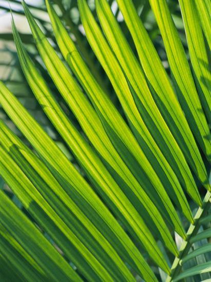 close view of palm fronds photographic print by steve raymer art com