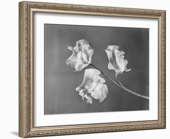 Close View of Sweet Peas-Philip Gendreau-Framed Photographic Print