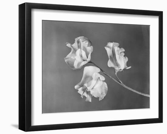 Close View of Sweet Peas-Philip Gendreau-Framed Photographic Print