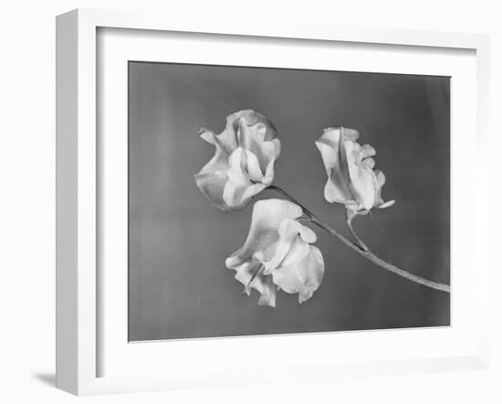 Close View of Sweet Peas-Philip Gendreau-Framed Photographic Print