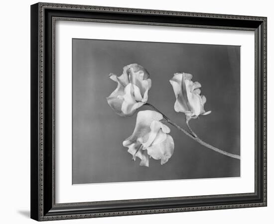 Close View of Sweet Peas-Philip Gendreau-Framed Photographic Print