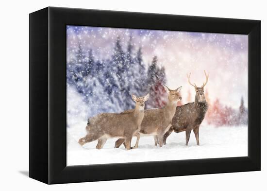 Close Young Deer in Nature. Winter Time-Volodymyr Burdiak-Framed Premier Image Canvas