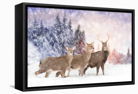 Close Young Deer in Nature. Winter Time-Volodymyr Burdiak-Framed Premier Image Canvas