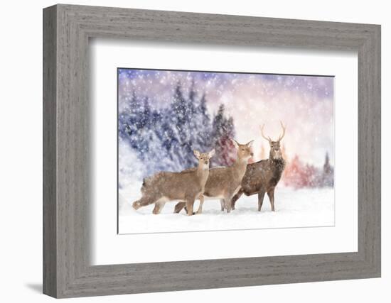Close Young Deer in Nature. Winter Time-Volodymyr Burdiak-Framed Photographic Print