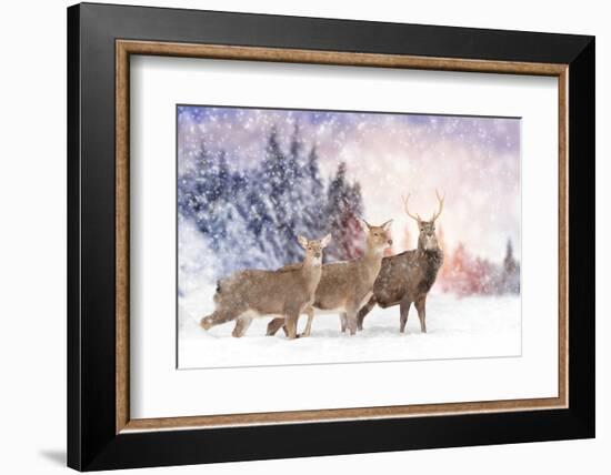 Close Young Deer in Nature. Winter Time-Volodymyr Burdiak-Framed Photographic Print