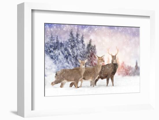 Close Young Deer in Nature. Winter Time-Volodymyr Burdiak-Framed Photographic Print