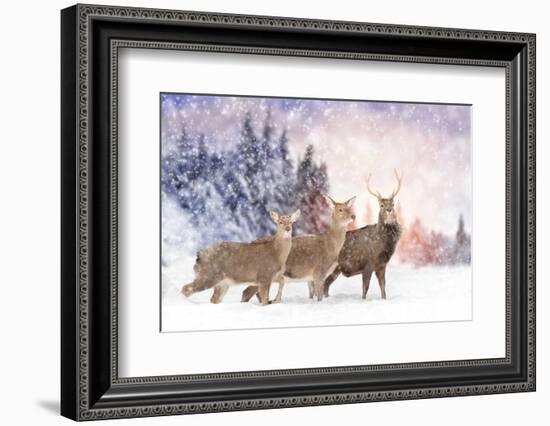 Close Young Deer in Nature. Winter Time-Volodymyr Burdiak-Framed Photographic Print