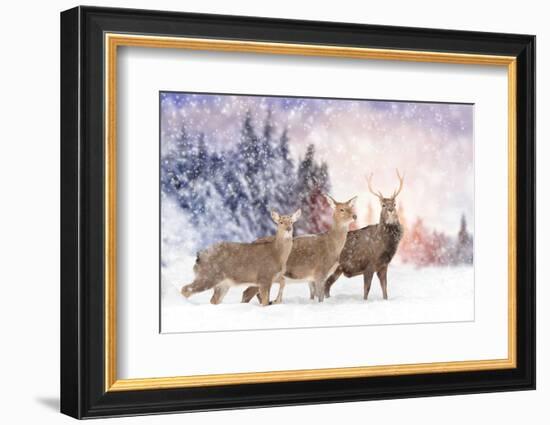 Close Young Deer in Nature. Winter Time-Volodymyr Burdiak-Framed Photographic Print