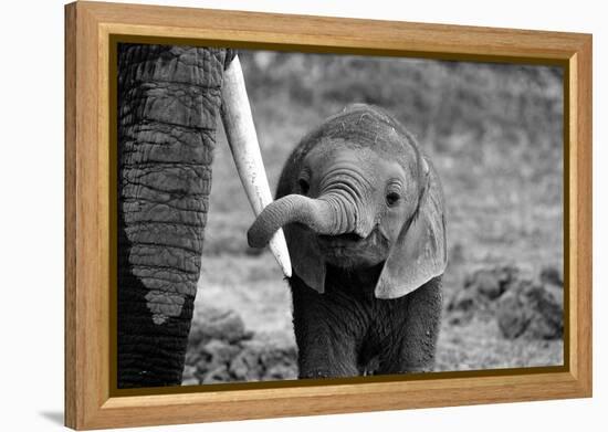 Close-Bjoern Alicke-Framed Premier Image Canvas