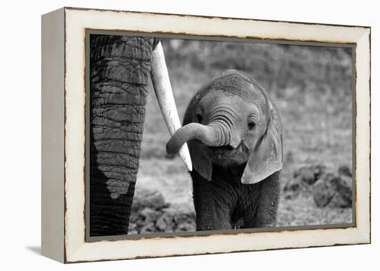 Close-Bjoern Alicke-Framed Premier Image Canvas