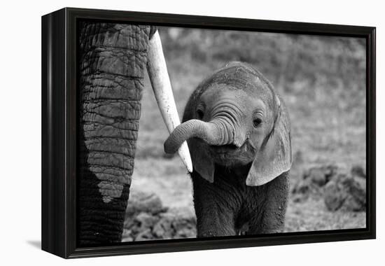 Close-Bjoern Alicke-Framed Premier Image Canvas